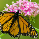 The Only Plant Monarch Butterfly Caterpillars Can Eat