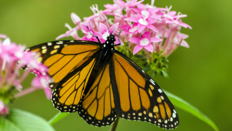 The Only Plant Monarch Butterfly Caterpillars Can Eat