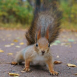 The Sad Truth Behind Squirrels Running In Front Of Cars