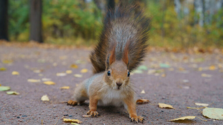 The Sad Truth Behind Squirrels Running In Front Of Cars