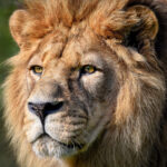 The Sad Truth Behind The Extinction Of The Barbary Lion
