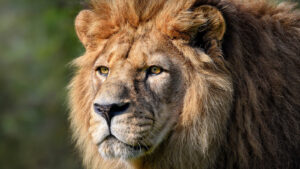 The Sad Truth Behind The Extinction Of The Barbary Lion