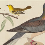 The Sad Truth Behind The Extinction Of The Passenger Pigeon