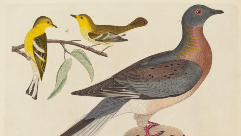 The Sad Truth Behind The Extinction Of The Passenger Pigeon