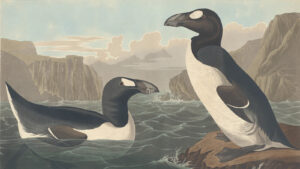 The Tragic Cause Of The Great Auk Extinction