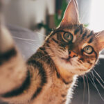 The Worlds Deadliest Cat Is Smaller Than You Think