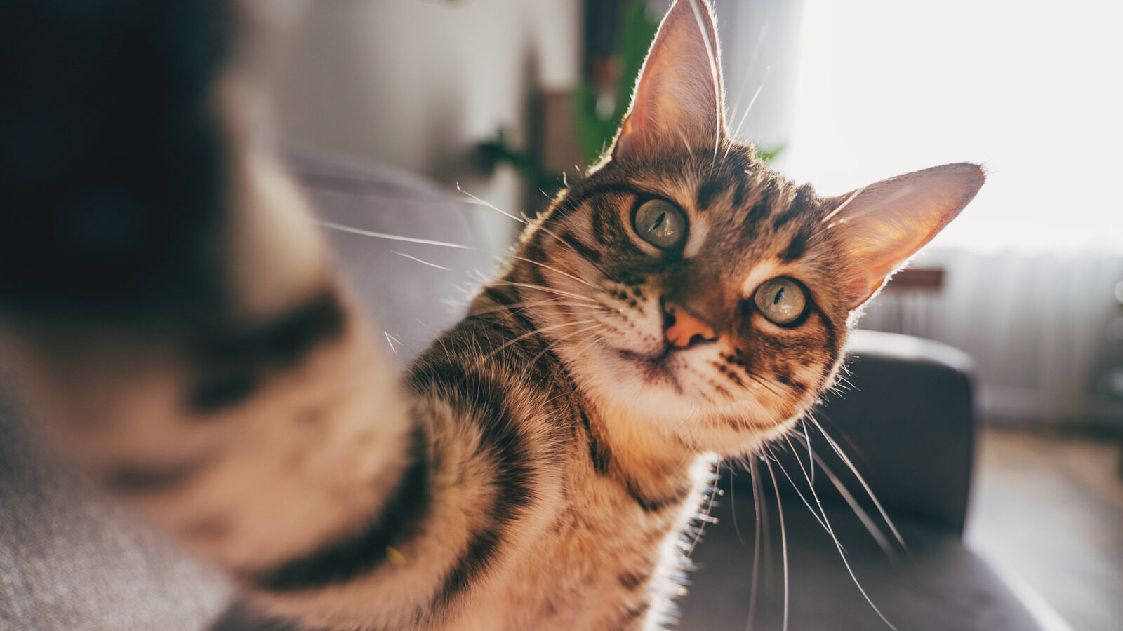 The Worlds Deadliest Cat Is Smaller Than You Think