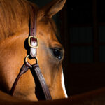 Theories Behind The Extinction Of Horses In North America