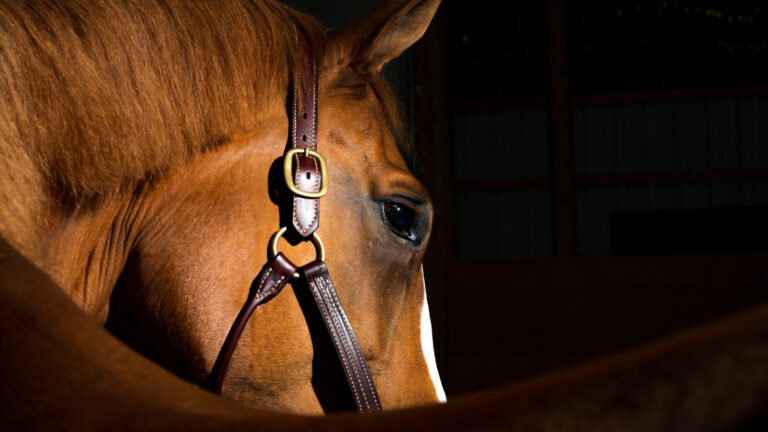 Theories Behind The Extinction Of Horses In North America
