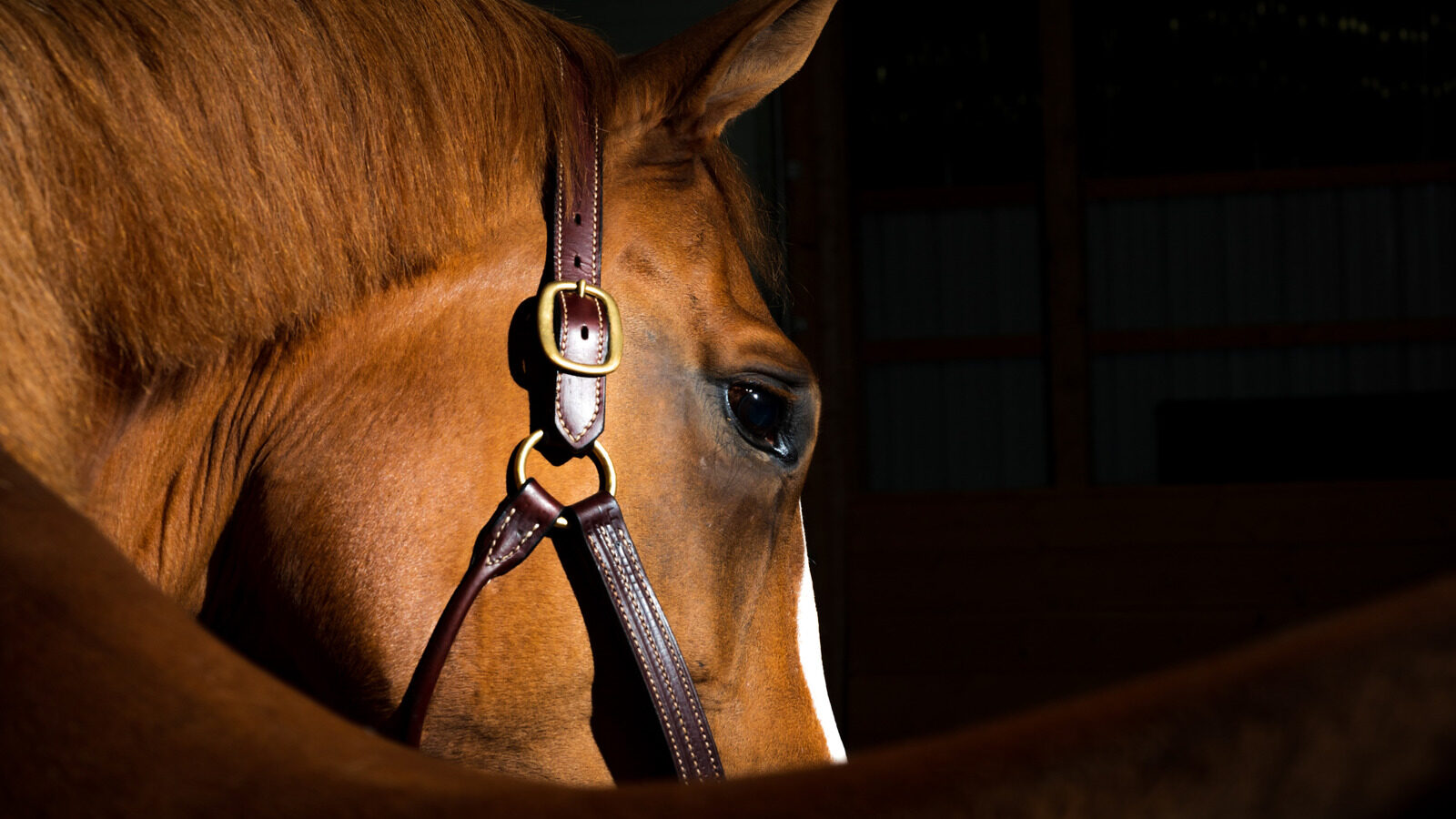 Theories Behind The Extinction Of Horses In North America