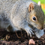 Theories On Why Squirrels Bury Certain Nuts And Not Others
