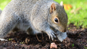 Theories On Why Squirrels Bury Certain Nuts And Not Others