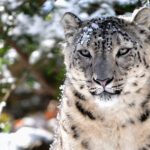 This Big Cat Is Less Dangerous To Humans Than You Think