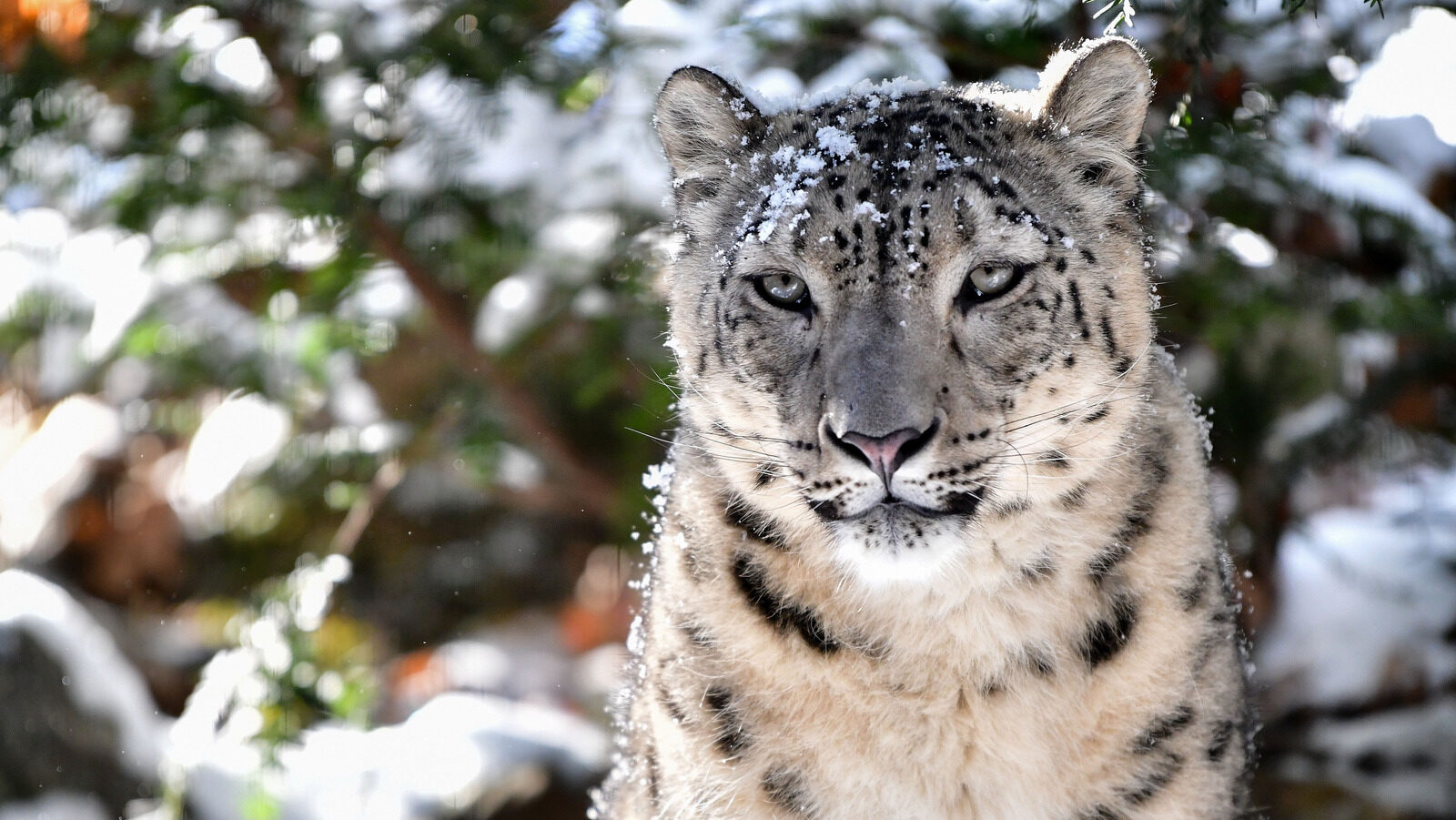 This Big Cat Is Less Dangerous To Humans Than You Think