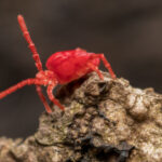 Tiny Red Bugs What Are They And Why Are They Crawling