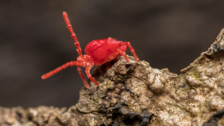 Tiny Red Bugs What Are They And Why Are They Crawling
