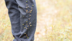Understanding Spiky Round Seeds That Stick To You
