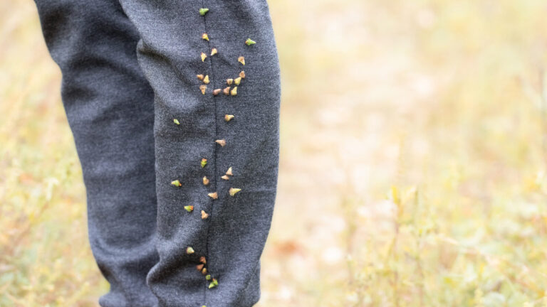 Understanding Spiky Round Seeds That Stick To You