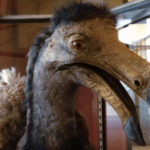 What If The Dodo Bird Had Never Gone Extinct