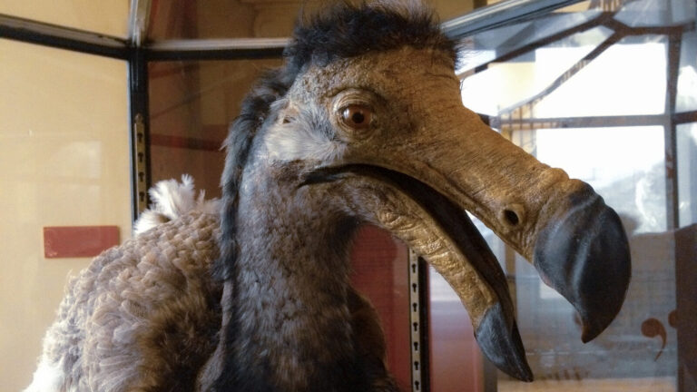 What If The Dodo Bird Had Never Gone Extinct