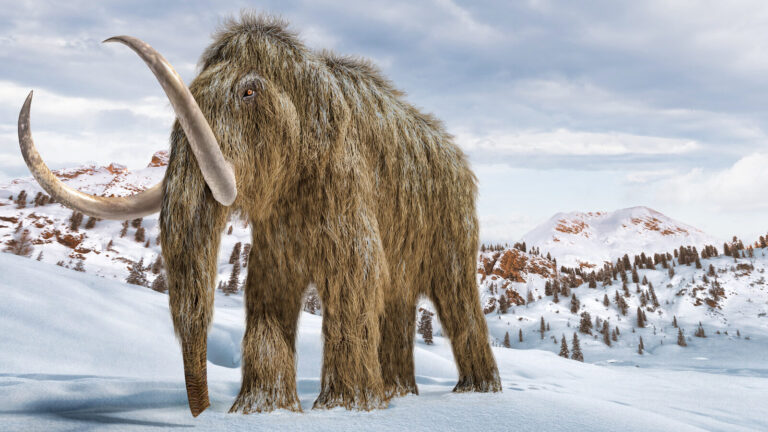 What If Woolly Mammoths Had Never Gone Extinct