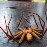 Why Do Spiders Curl Up When They Die