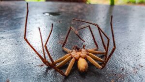 Why Do Spiders Curl Up When They Die