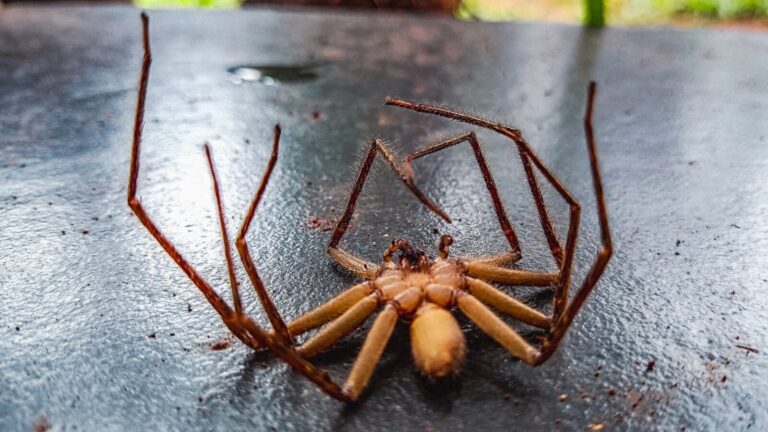 Why Do Spiders Curl Up When They Die