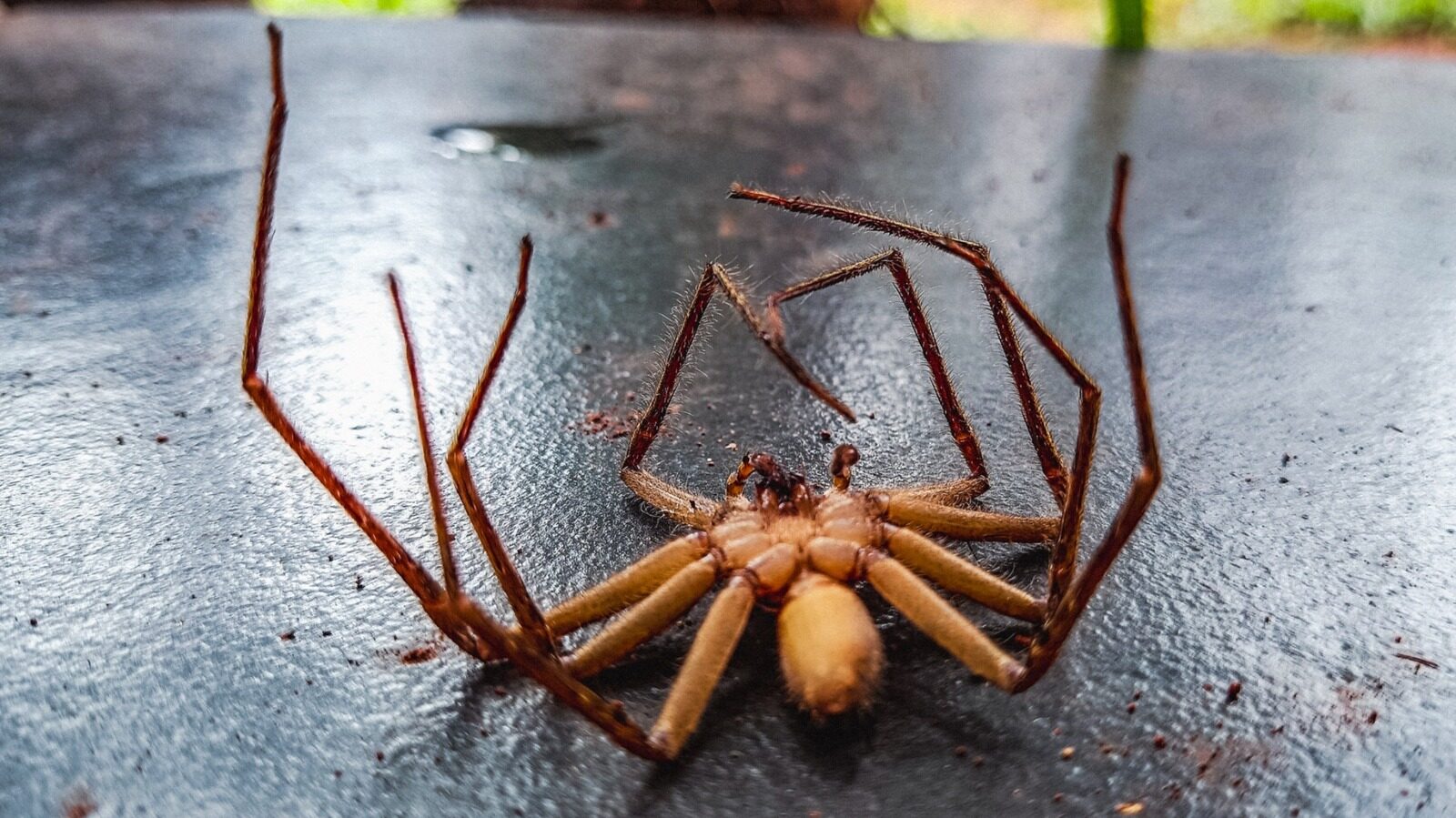 Why Do Spiders Curl Up When They Die