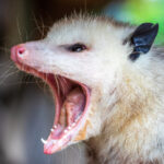 Why Opossums Play Dead Explained