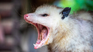 Why Opossums Play Dead Explained