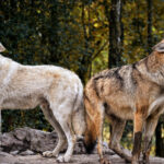 Wolves In Yellowstone And Their Impact On River Courses