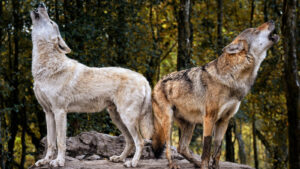 Wolves In Yellowstone And Their Impact On River Courses