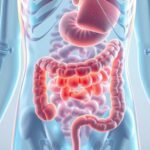 Medical illustration of the human colon and digestive system highlighting colon health