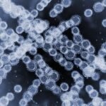Candidozyma auris Drug Resistant Fungal Infection in US