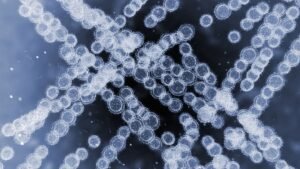 Candidozyma auris Drug Resistant Fungal Infection in US