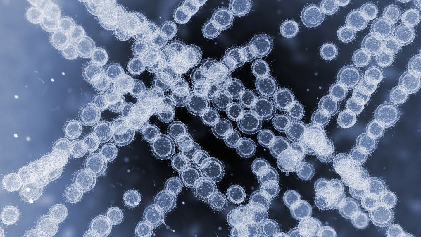 Candidozyma auris Drug Resistant Fungal Infection in US