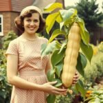 A vintage-style depiction of Muriel Howorth in her garden showing a mutated peanut plant from the atomic gardening era.
