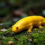 A yellow California banana slug crawling on a leaf in a damp forest environment
