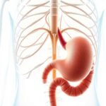 Medical illustration of the human nervous system and stomach highlighting the neurological triggers of vomiting.