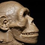 Scientists Reconstruct DAN5 Fossil Face of Homo erectus