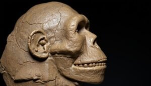 Scientists Reconstruct DAN5 Fossil Face of Homo erectus
