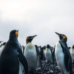 A large colony of Adélie penguins on the rocky Antarctic coast with fog forming in the atmosphere
