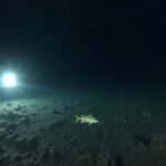A robotic submersible exploring the dark, sediment-covered bottom of Superior Maximus in Lake Superior.