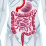 Anatomical illustration of the human colon and rectum showing the digestive tract
