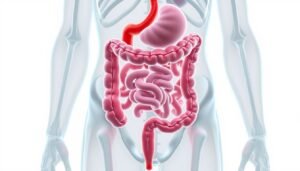Anatomical illustration of the human colon and rectum showing the digestive tract