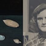 A surrealist oil painting of sea shells by Gertrude Abercrombie, displayed in a gallery setting.